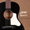 ۳ Collings Waterloo WL-14